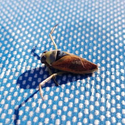 Fast Down Pool Insecticide | 1Kg | PM-670